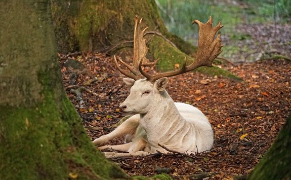 ein weißer Hirsch mit großem Geweih liegt auf dem Waldboden.