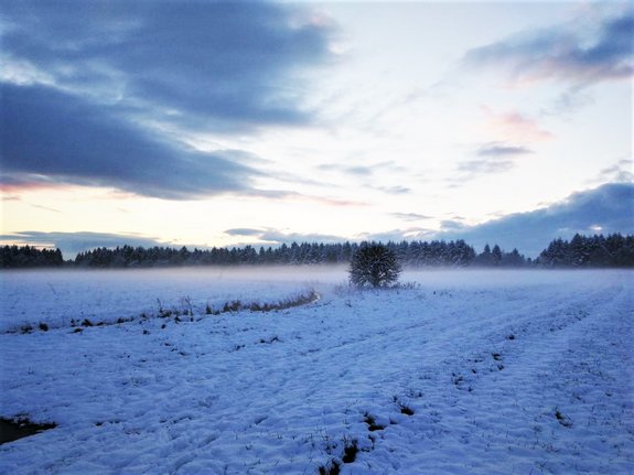 Eine verschneite Landschaft. Ein weites Feld. Im Hintergrund ein Wald. Der Himmel ist leicht bewölkt und leuchtet in blau-violetten Tönen.