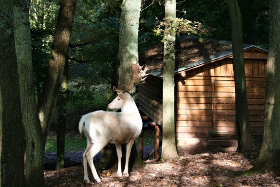 Das Foto zeigt den weißen Hirschen im Wildfreigehege Wolfsrath in Saarwellingen. Dieser steht im Wald. Vor ihm ist eine Holzhütte zu sehen.