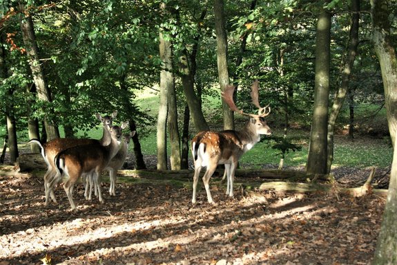 Zwei Damwild-Kühe und ein Damwildhirsch stehen in ihrem Gehege im Wildfreigehege Wolfsrath in Saarwellingen. Umgeben sind sie von Bäumen.