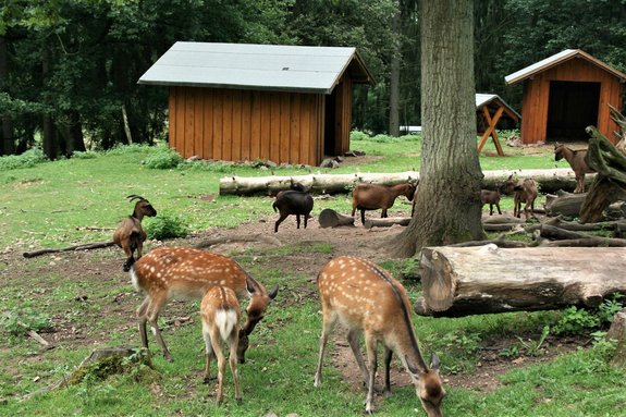 Blick in ein Tiergehege des Wildfreigeheges Wolfsrath in Saarwellingen. Es stehen Sikarehe und Ziegen auf einer grünen Wiese. Im Hintergrund sieht man die Holzhütten, worin die Tiere schlafen können.
