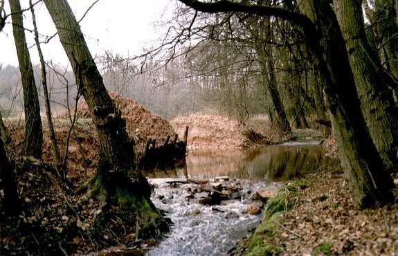 Wald. Kahle Bäume. Braunes Laub. In der Bildmitte ein Bach, der sogenannte Hessbach in Saarwellingen.