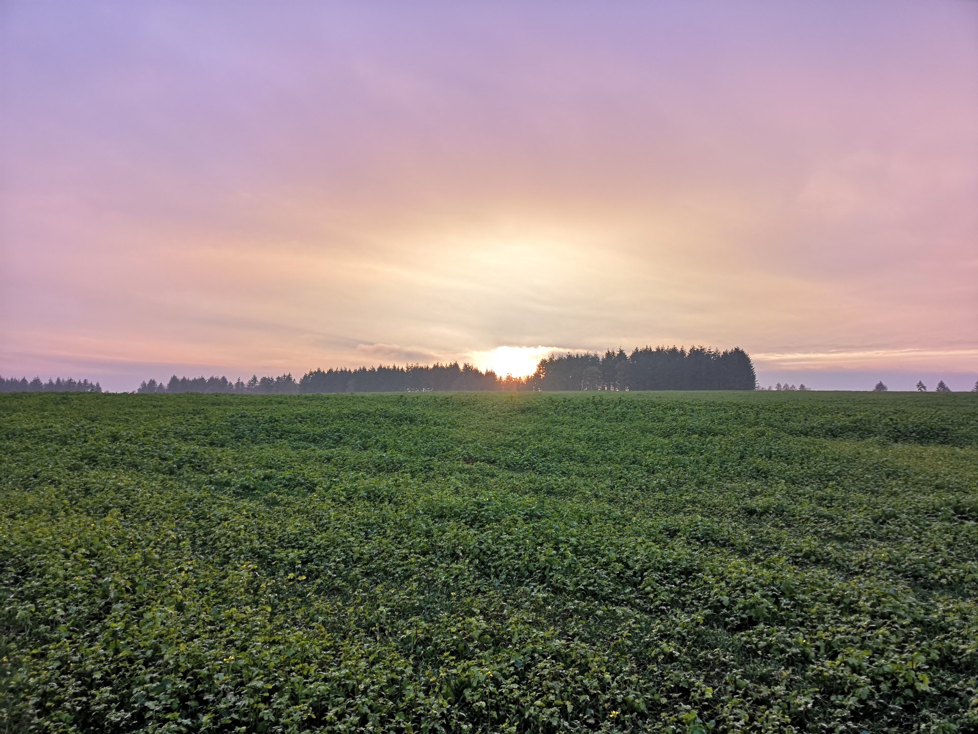 Grüne Felder, im Hintergrund ein Wald. Der Himmel ist von der aufgehenden Sonne gelb, rosa, voilett gefärbt.