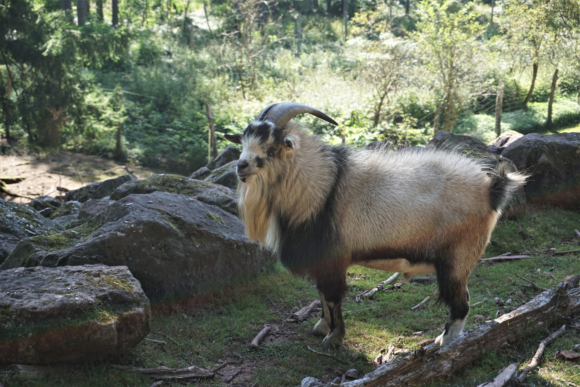 Blick in das Bergziegengehege im Wildfreigehege Wolfsrath Saarwellingen. Eine männliche Bergziege steht neben Felsen. Im Hintergrund Wiese und Wald.