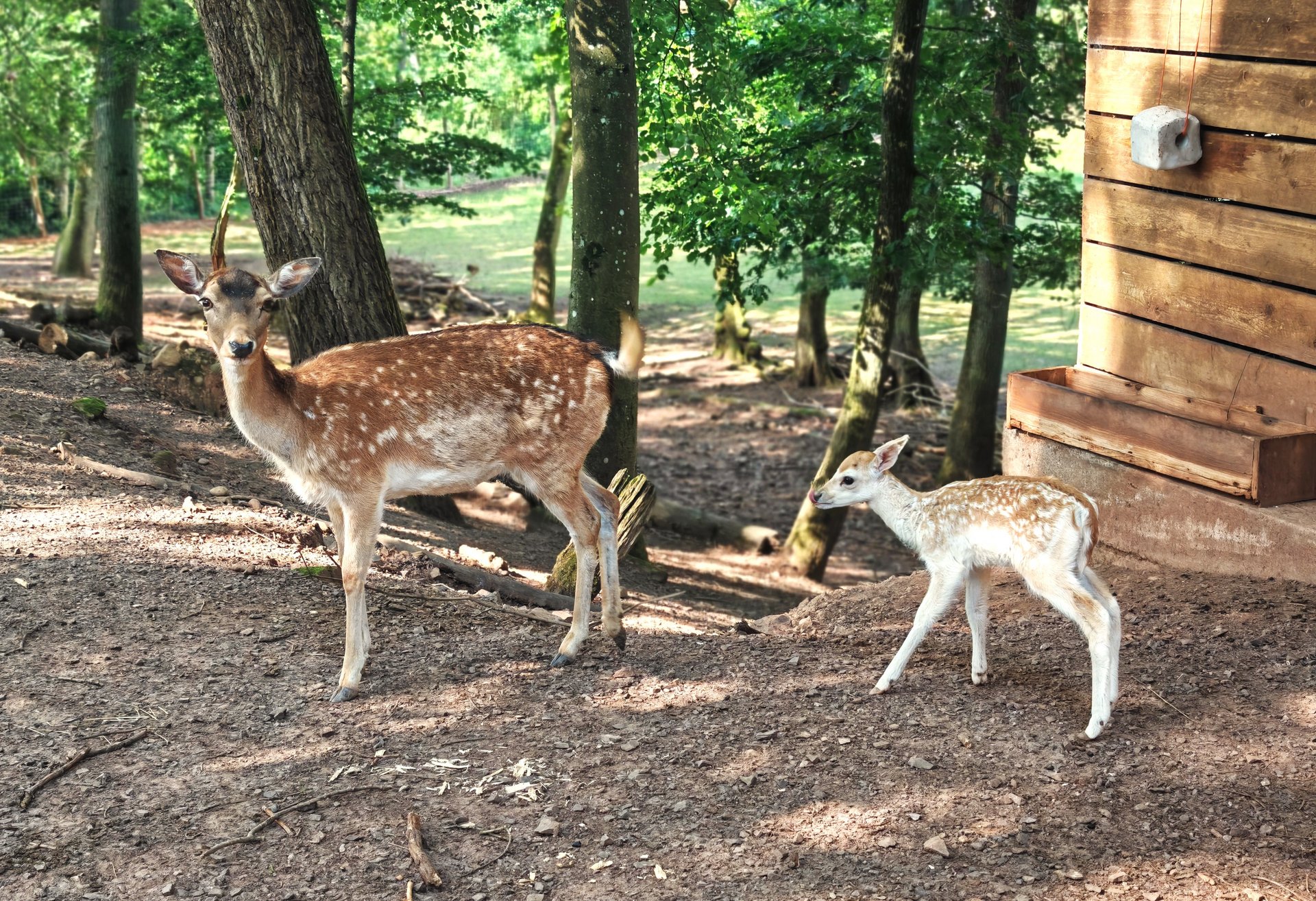 Ein weißer Damwildhirsch liegt zwischen Bäumen auf dem blätterbedeckten Waldboden.