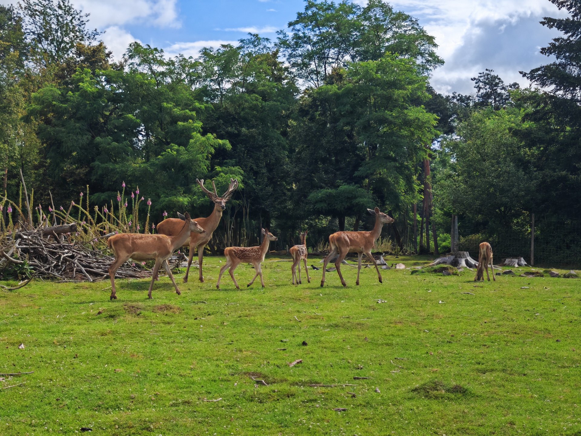Eine Rotwild-Familie geht über eine Wiese.