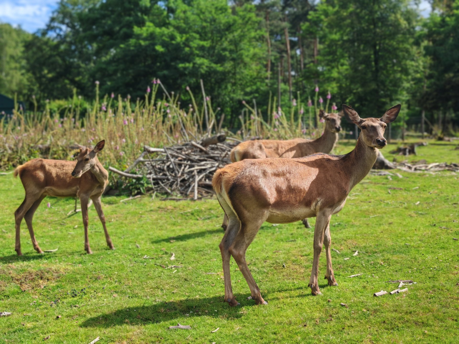 Eine Rotwildherde steht auf einer Wiese vor einem Wald.