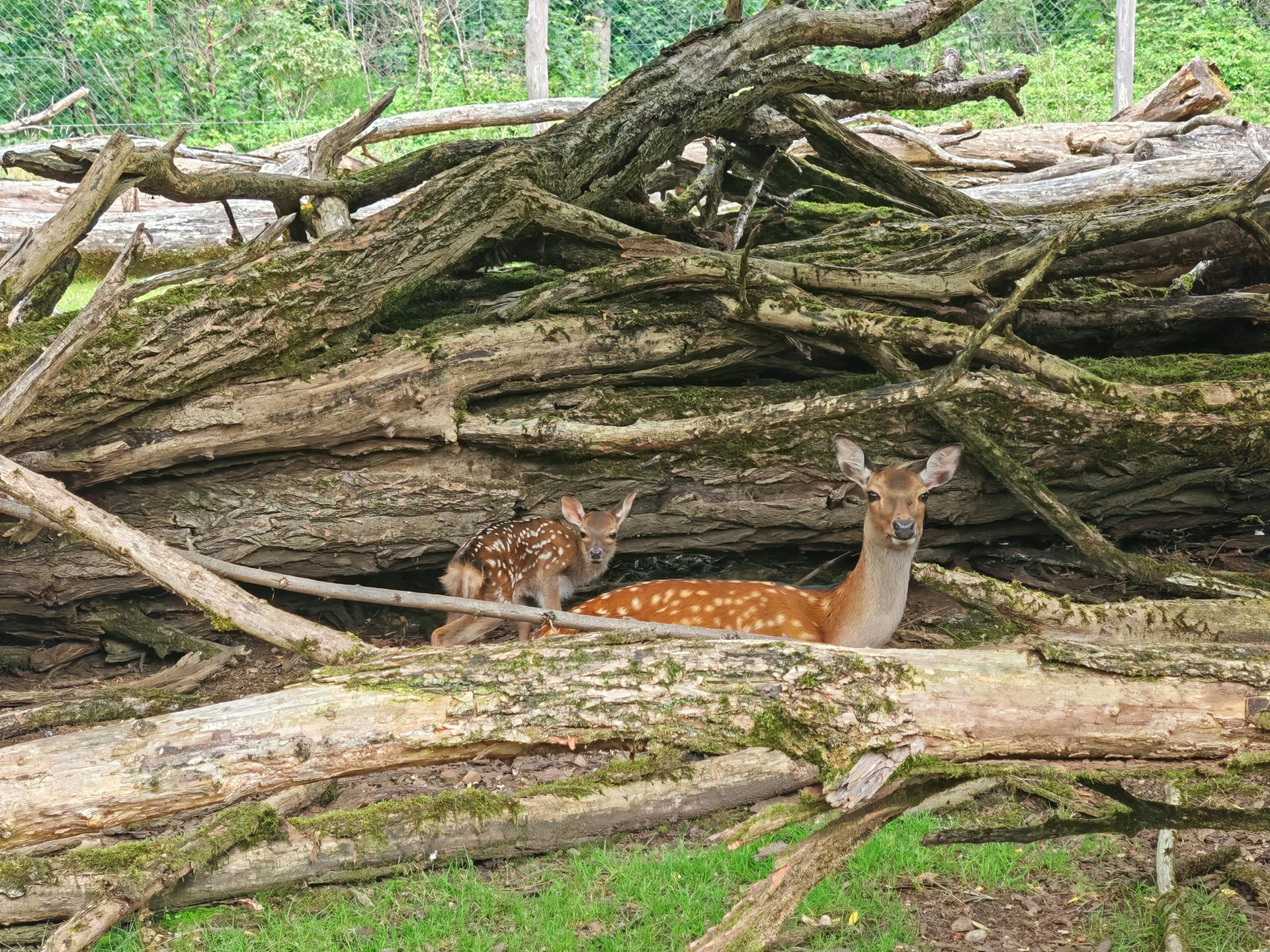 Sikawild durch einen Maschendrahtzaun fotografiert. Manche Tiere schauen Richtung Kamera.