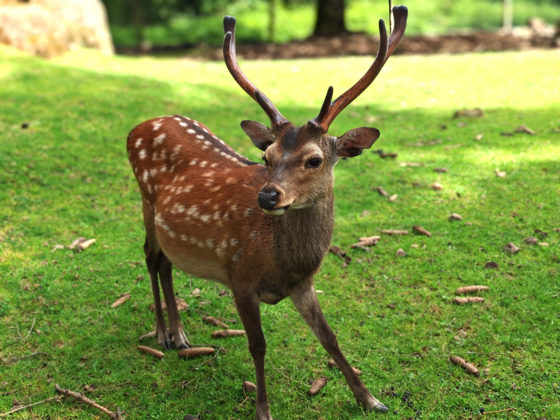 Sikawild durch einen Maschendrahtzaun fotografiert. Die Tiere schauen Richtung Kamera.